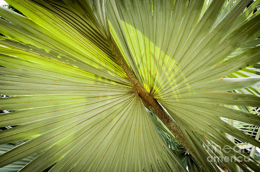 Palm Leaf Background Photograph by THP Creative