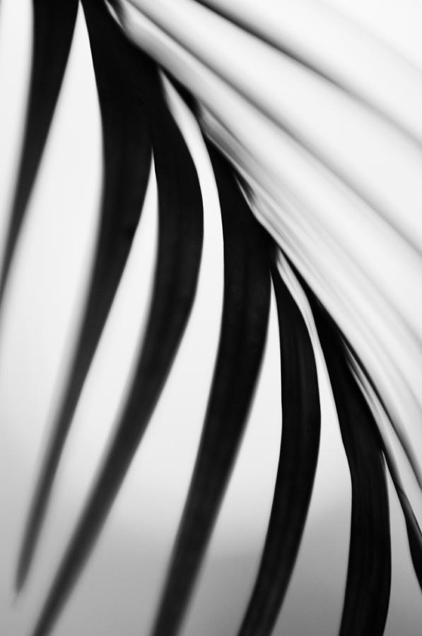 Palm Leaf. Black and White Photograph by Jenny Rainbow