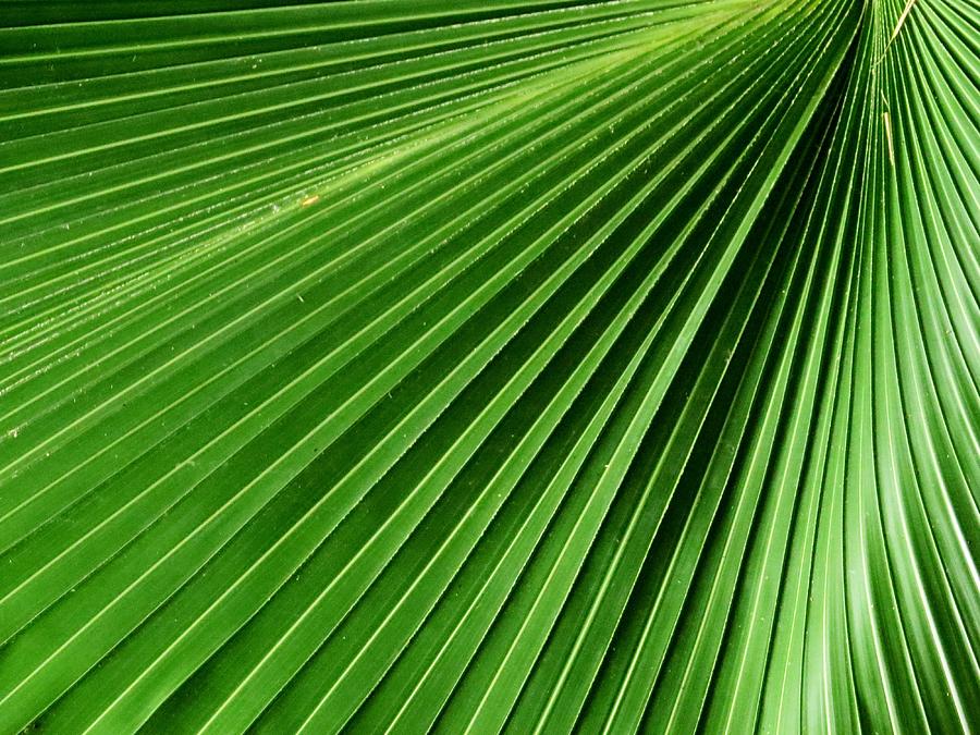 Palm leaf III Photograph by Zina Stromberg - Fine Art America