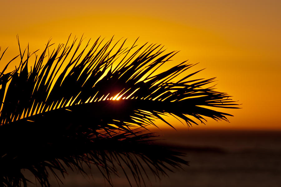 Palm Leaf In Sunset Photograph by Yngve Alexandersson