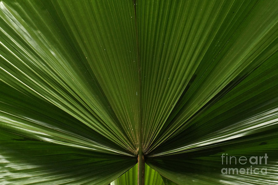 Palm leaf Photograph by Inge Riis McDonald