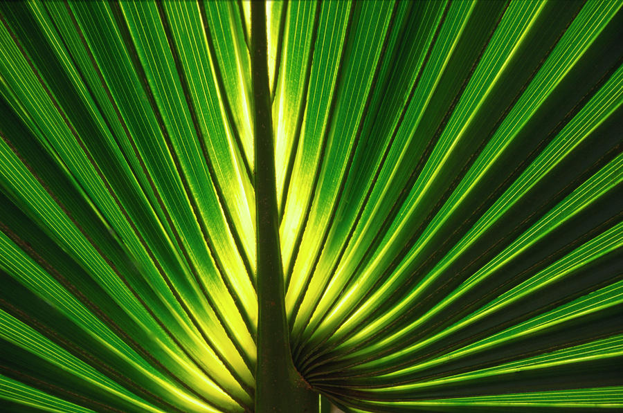 Palm Leaf Photograph by Nigel Downer