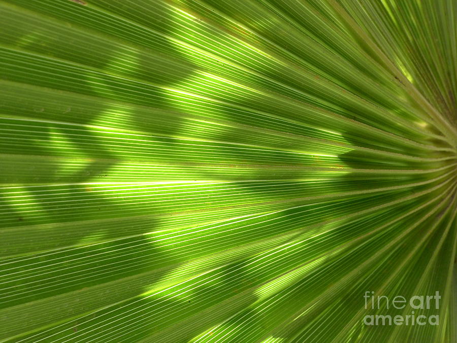 Palm Leaf Photograph by Nora Boghossian