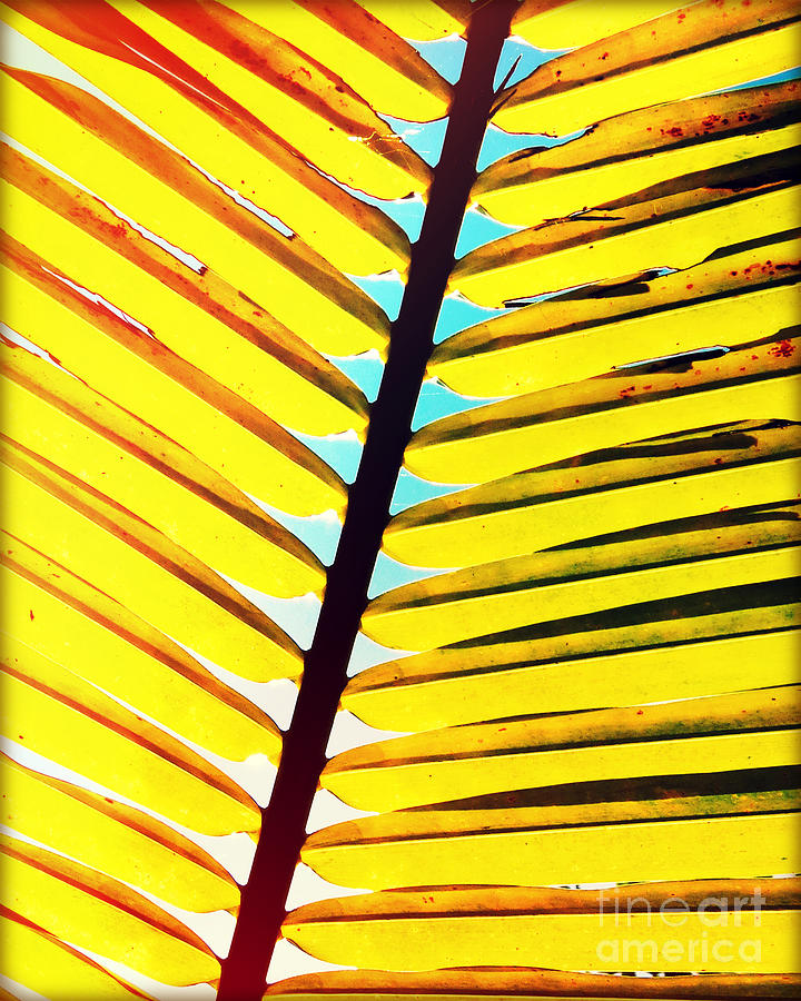 Palm Leaf Photography Light Leaks Photograph by Chris Andruskiewicz