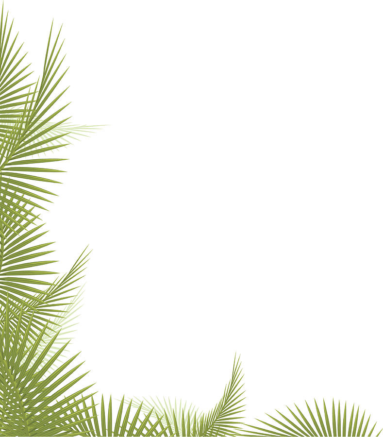 Palm Leaf Drawing by Pijama61