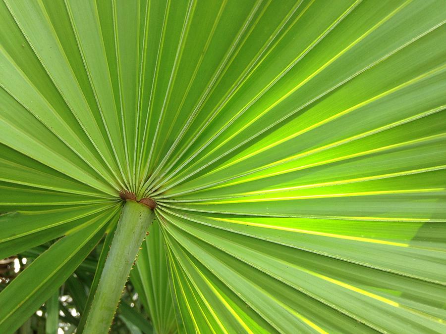 Palm Leaf Photograph by Thomas Polk - Fine Art America