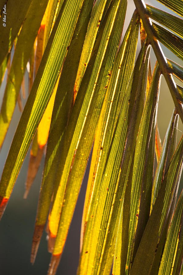 Palm Leaves Photograph by Alexander Fedin