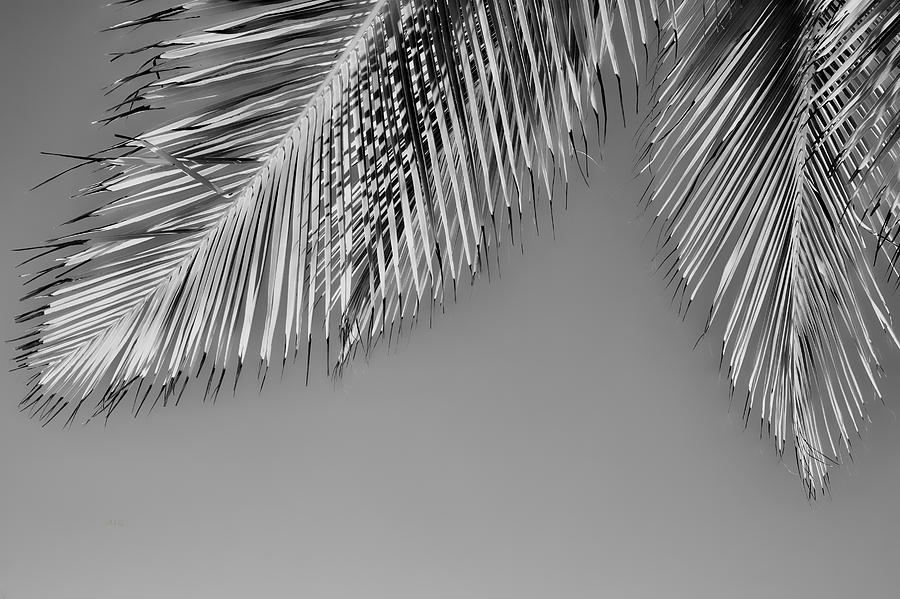 Palm Leaves and Sky Photograph by Allan Van Gasbeck