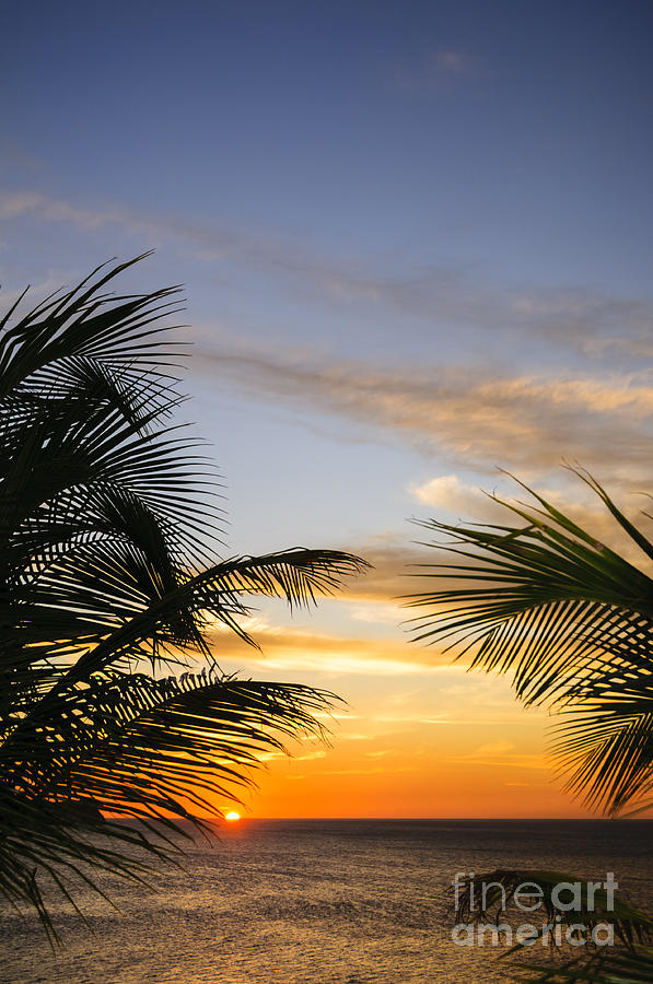 Palm Leaves and Tropical Sunset Photograph by Oscar Gutierrez