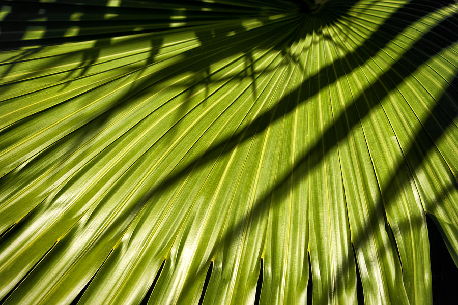 Palm Leaves Color Dsc05268 Photograph by Greg Kluempers