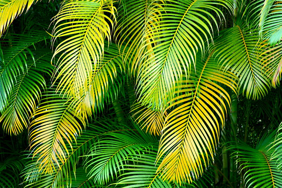 Paradise Photograph - Palm Leaves in Green and Gold by Karon Melillo DeVega