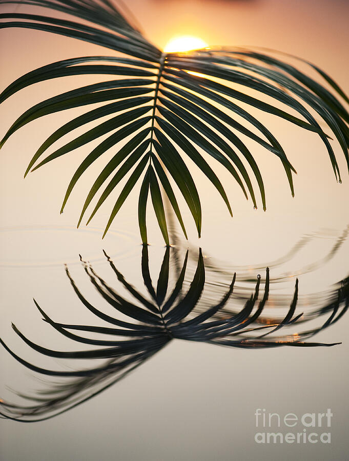 Sunset Photograph - Palm Light by Tim Gainey