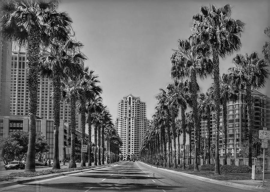 Palm-Lined Parkway B/W Photograph by Hanny Heim