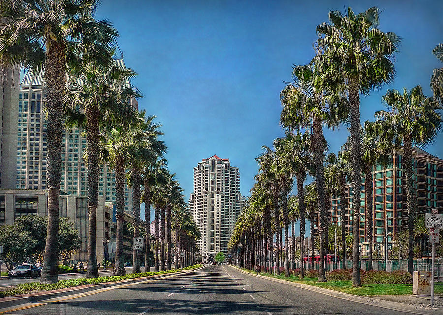 San Diego Photograph - Palm-Lined Parkway by Hanny Heim