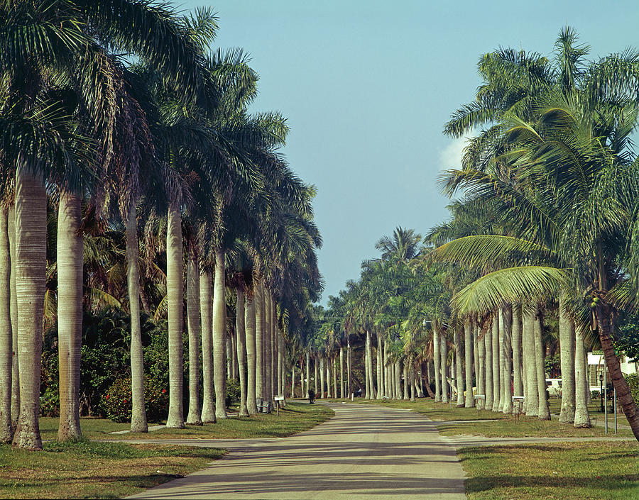 149710-Palm Lined Street  Photograph by Ed  Cooper Photography