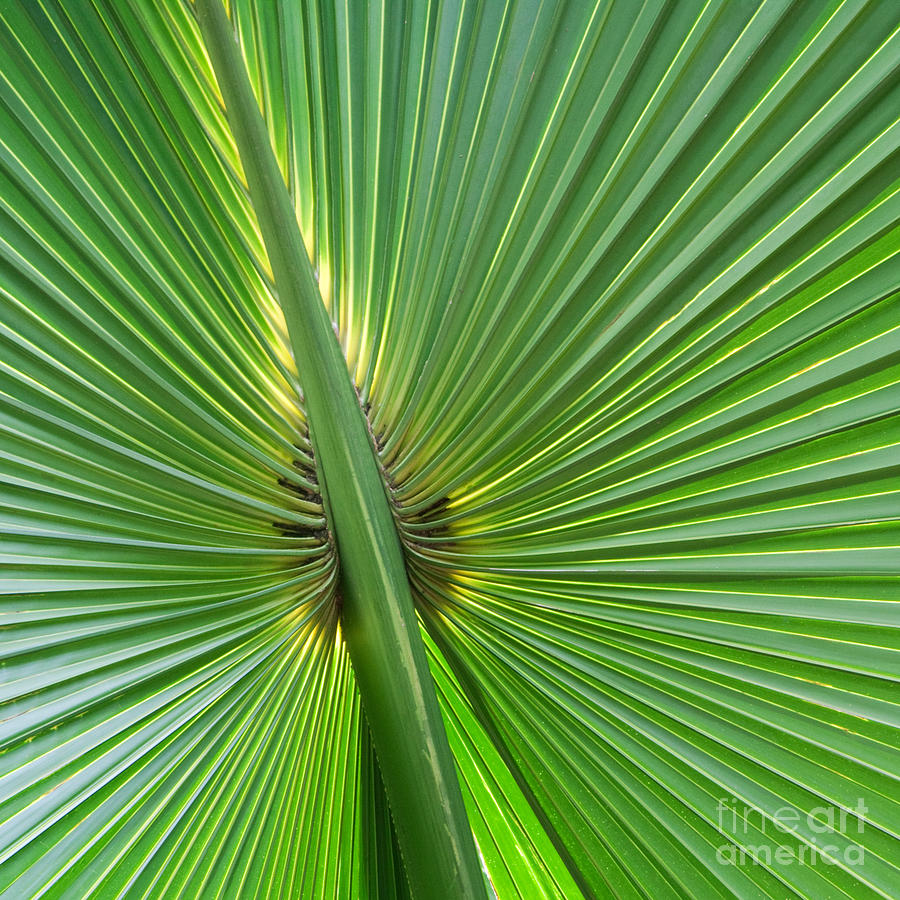 Palm Love Photograph by Roselynne Broussard