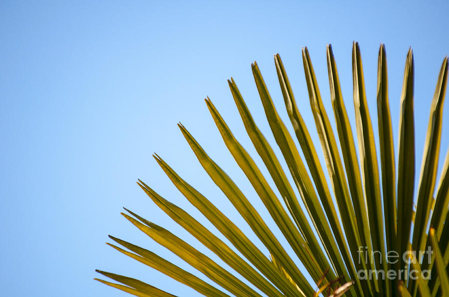 Spring Photograph - Palm by M J