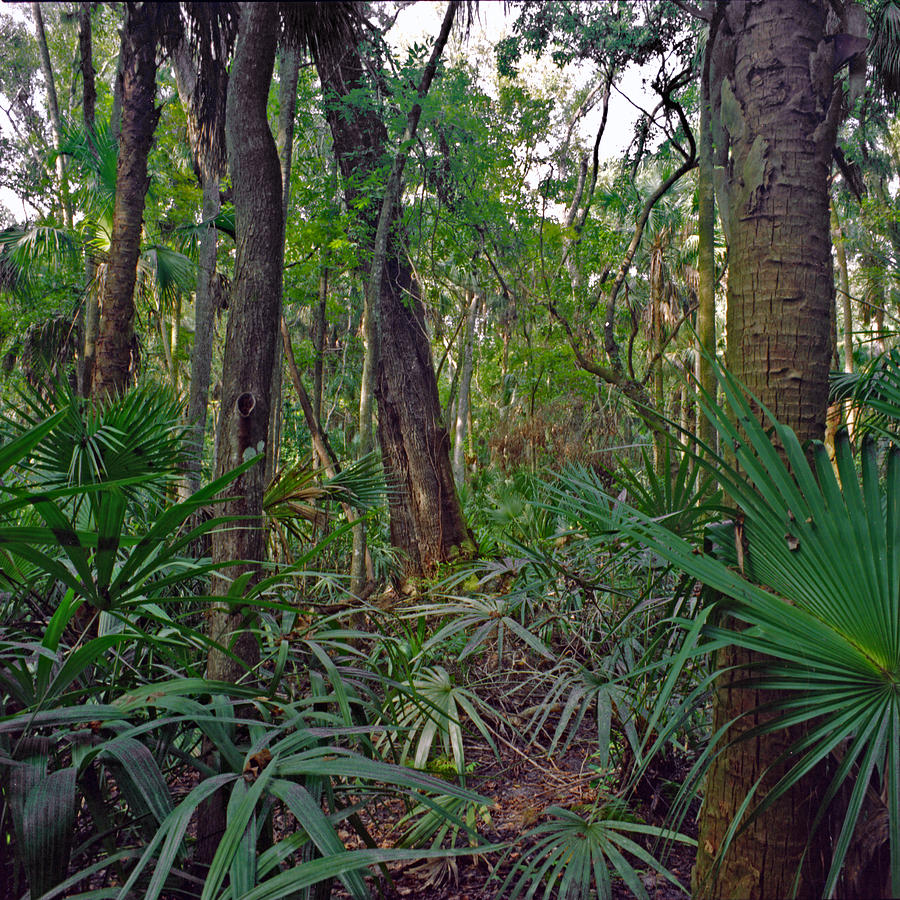 Palm Menagerie. Highlands Hammock. Photograph by Chris  Kusik
