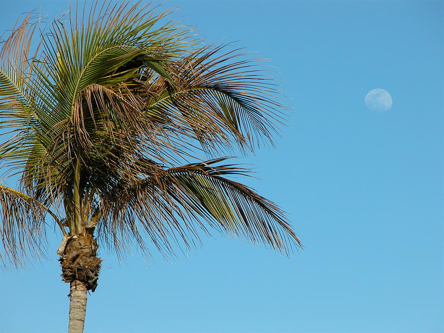Palm Moon Photograph