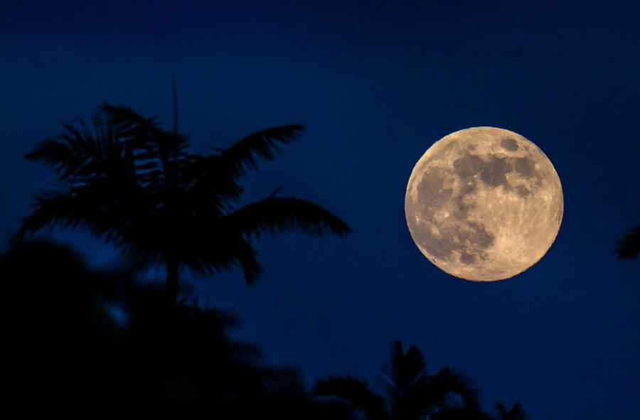Palm Moonrise Photograph by Mike Neal