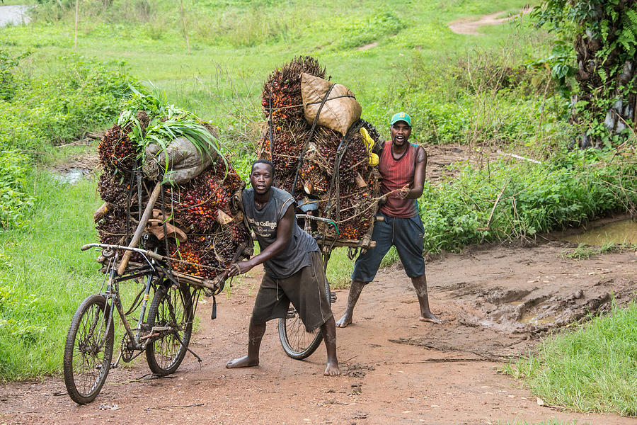 Palm nut - transportation in Burundi Photograph by SeppFriedhuber