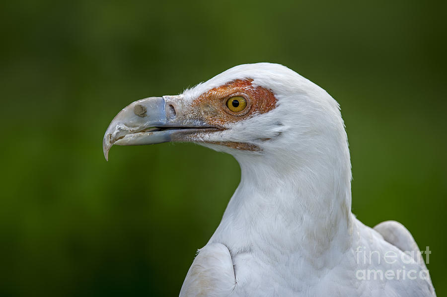 Palm-nut vulture 1 Photograph by Arterra Picture Library