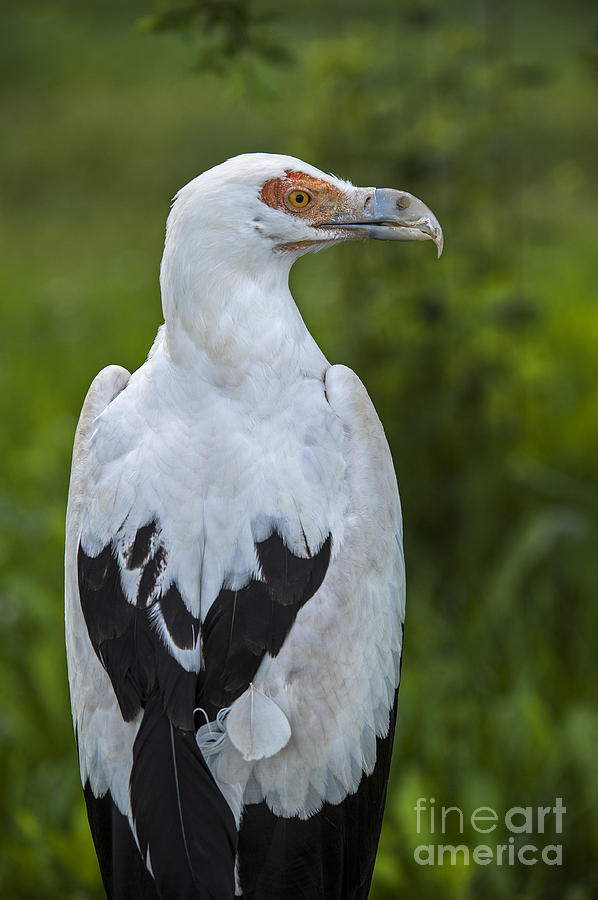Palm-nut vulture 2 Photograph by Arterra Picture Library