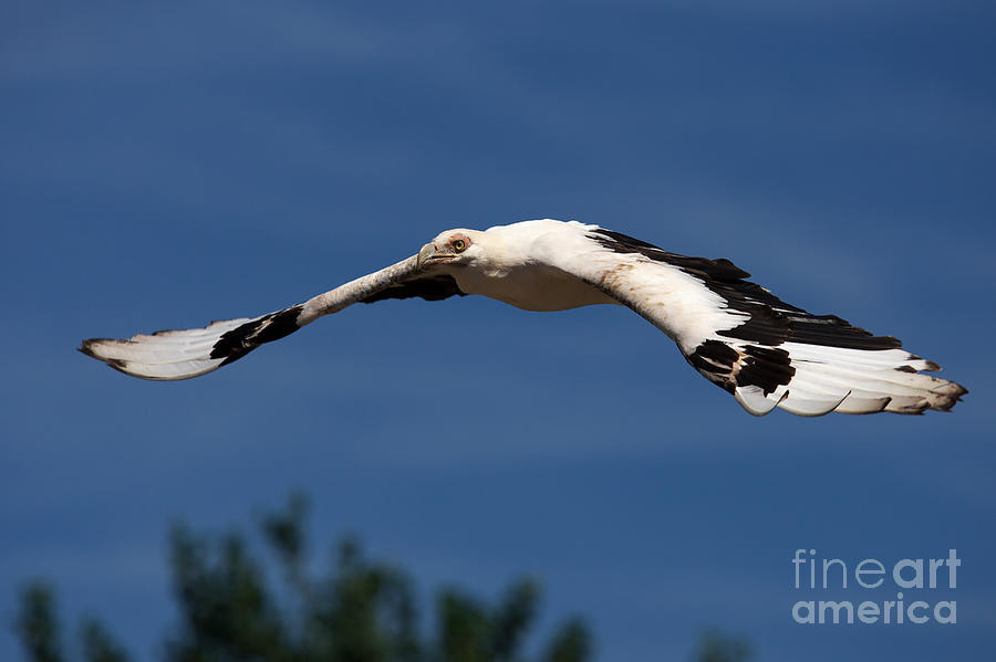 Palm-nut vulture in flight  Photograph by Nick  Biemans