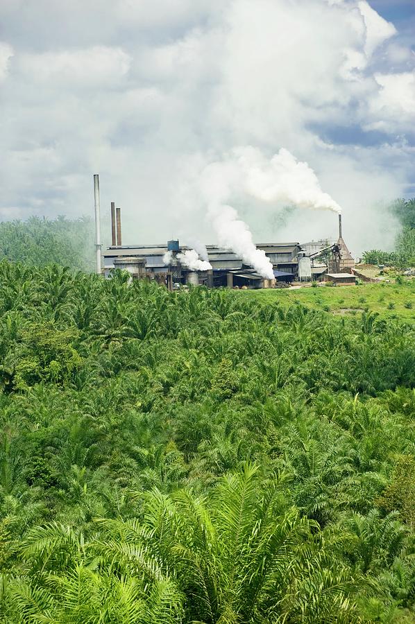 Palm Oil Processing Plant Photograph by Tony Camacho/science Photo ...