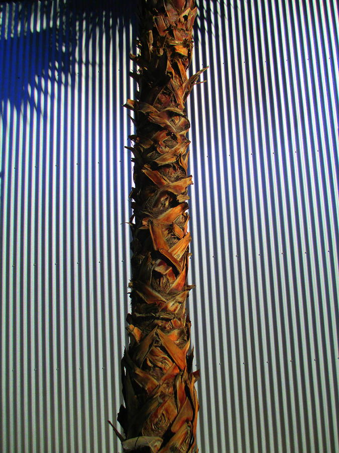 Palm On Sheet Metal Photograph by Randall Weidner