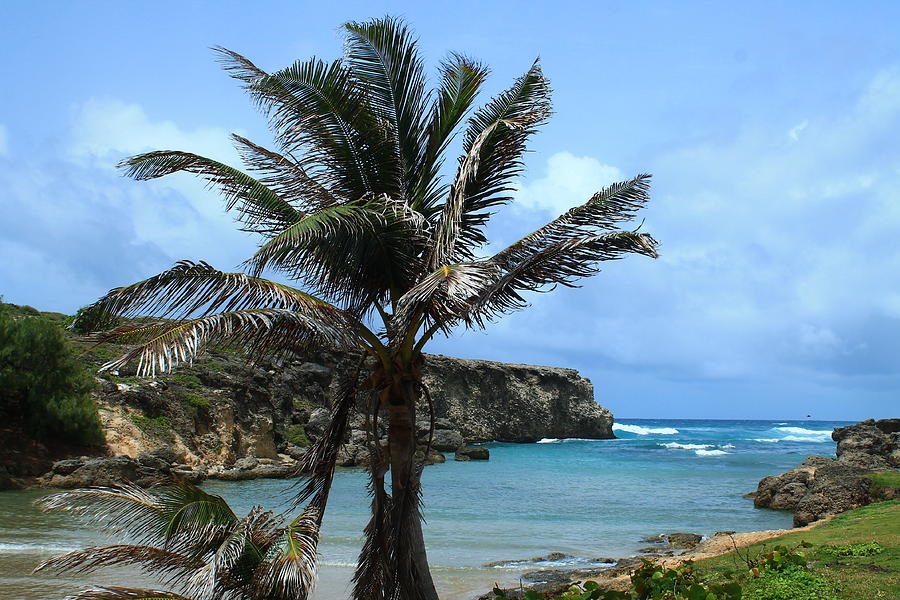 Palm on the North Side Photograph by Catie Canetti