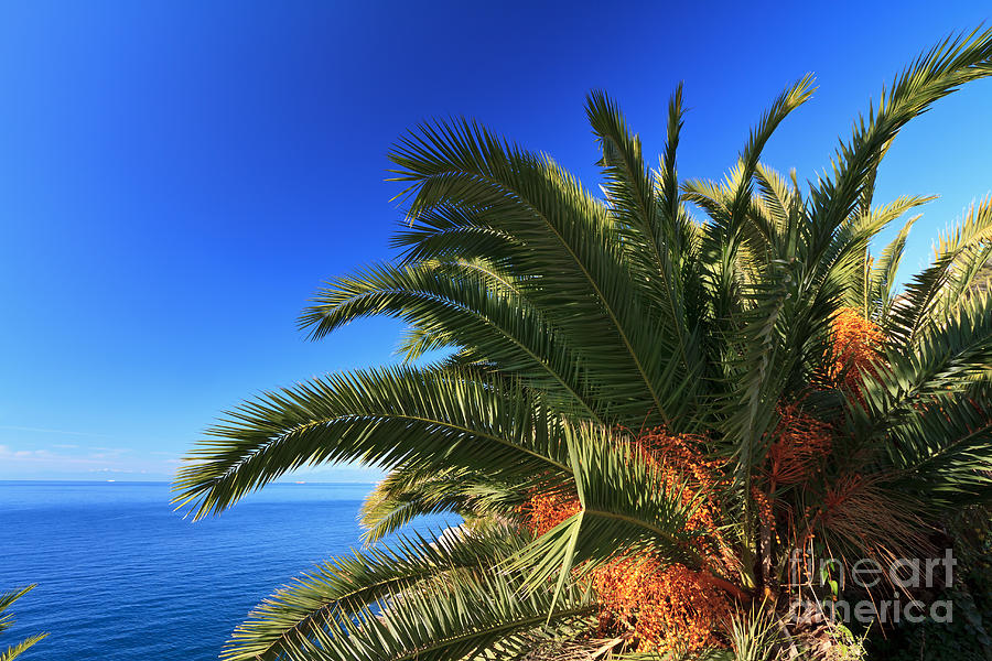 Palm Over The Sea Photograph by Antonio Scarpi