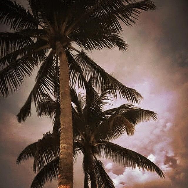 Miami Photograph - #palm #palm Tree #florida#miami by Judy Kay