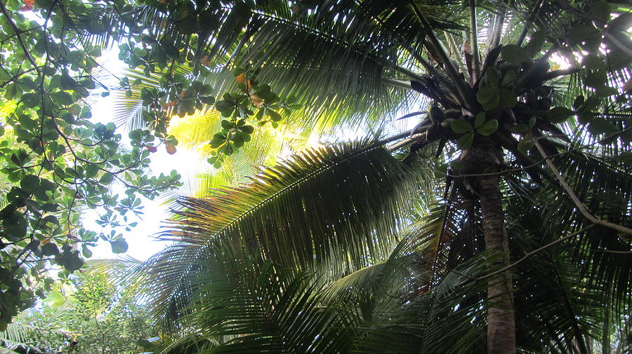 Palm Pattern 1 Photograph by Anita Burgermeister