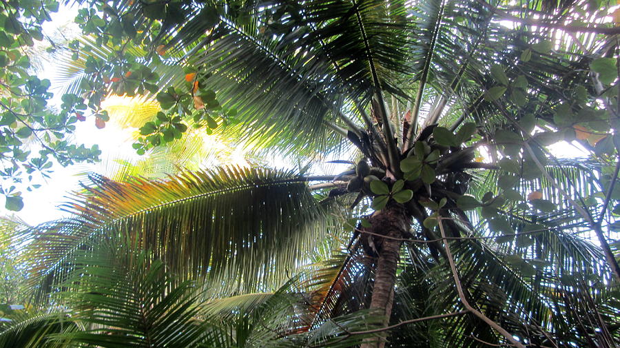 Palm Pattern 2 Photograph by Anita Burgermeister
