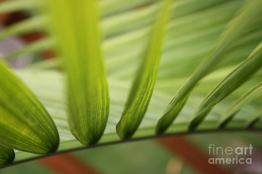 Nature Photograph - Palm by Paul Cammarata