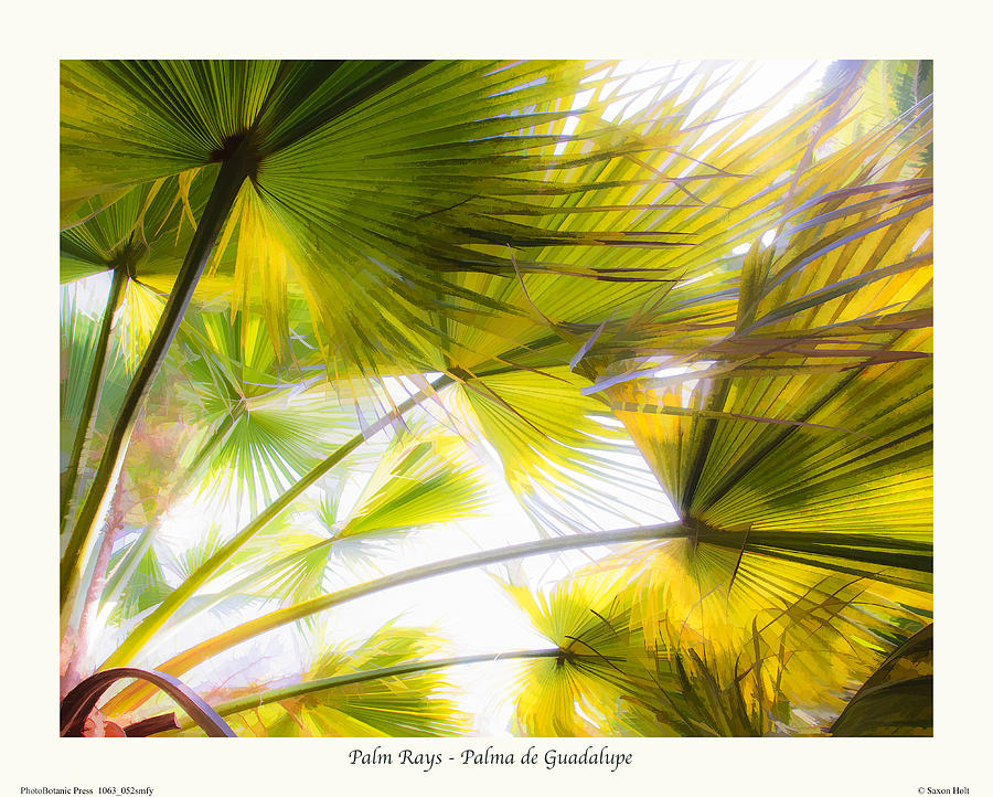 Palm Rays - Palma de Guadalupe Photograph by Saxon Holt