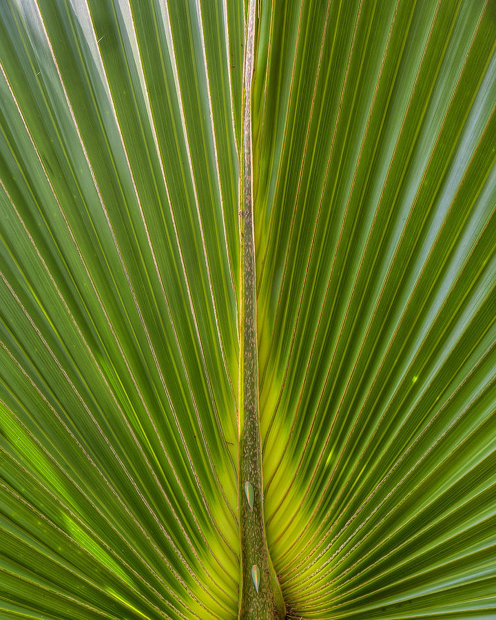 Palm Reader Photograph by Sean Allen