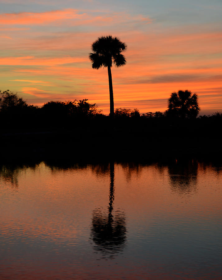 Palm reflection Photograph by David Lee Thompson