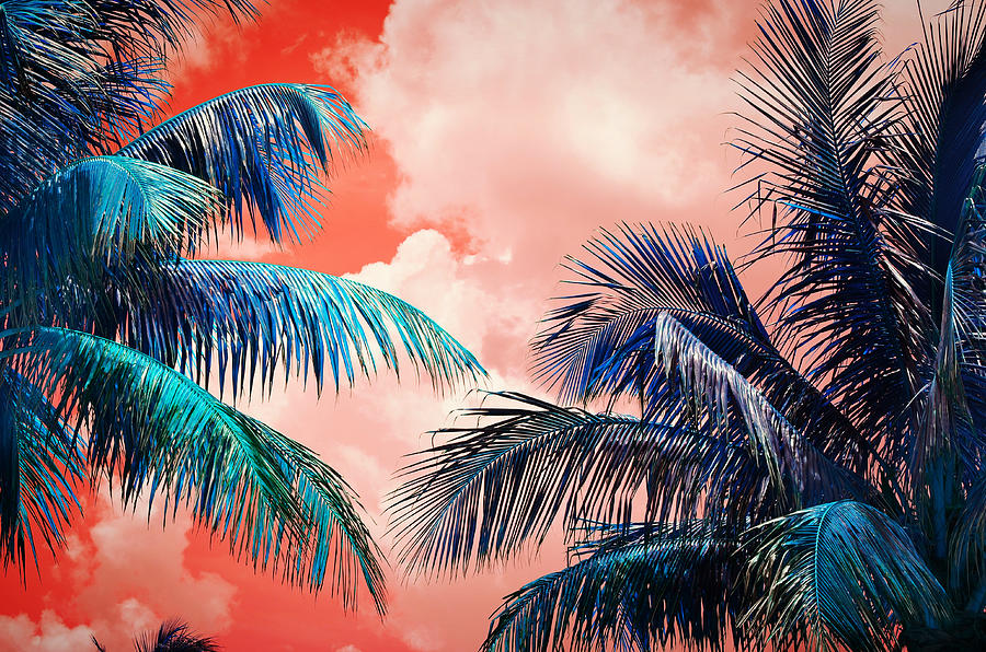 Palmscape Red Photograph by Laura Fasulo