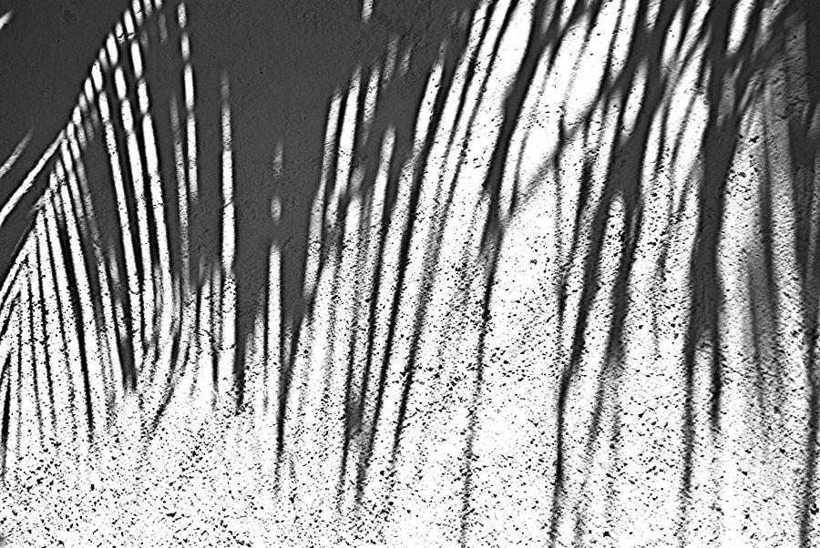 Palm Shadow 3D Photograph by Jim Rossol