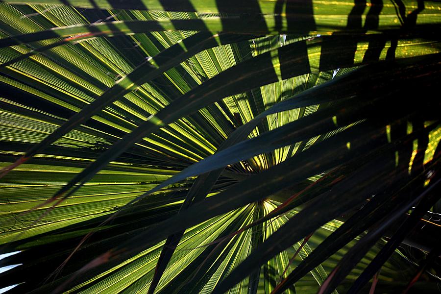 Palm Shadows Photograph by Joe Kozlowski