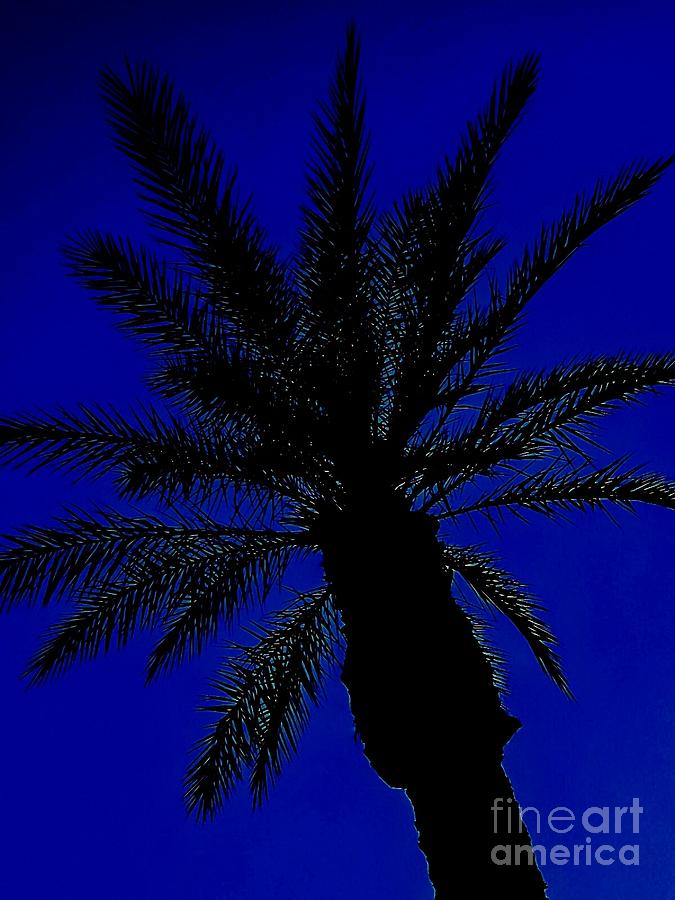 PaLM SilHoueTTe Photograph by Angela J Wright