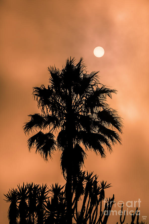 Tree Photograph - Palm Silhouette at Sunset by David Millenheft