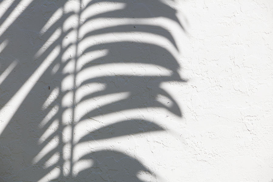 Palm Silhouette Photograph by ContemporAd