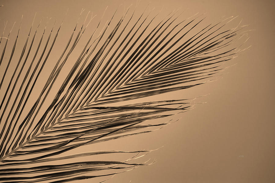 Palm Simple Photograph by Allan Van Gasbeck