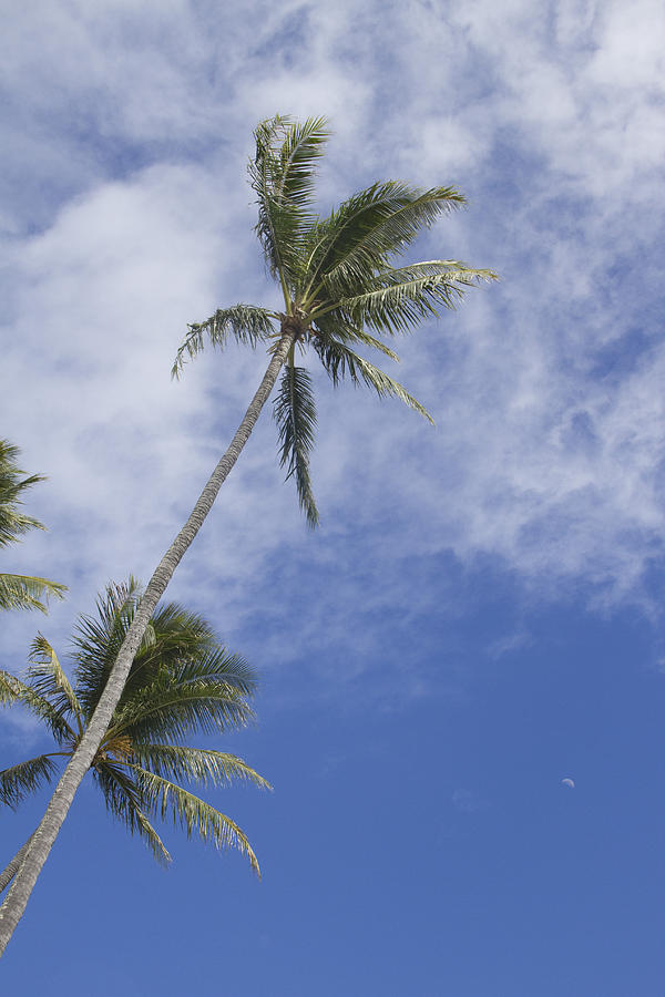Palm Skies II Photograph by Ashlee Meyer
