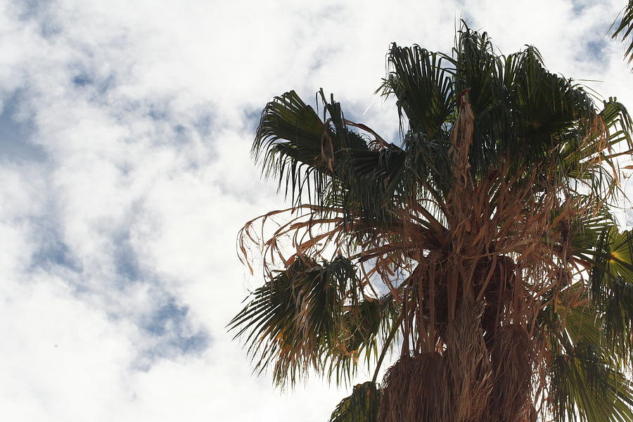 Palm Sky Photograph by David S Reynolds