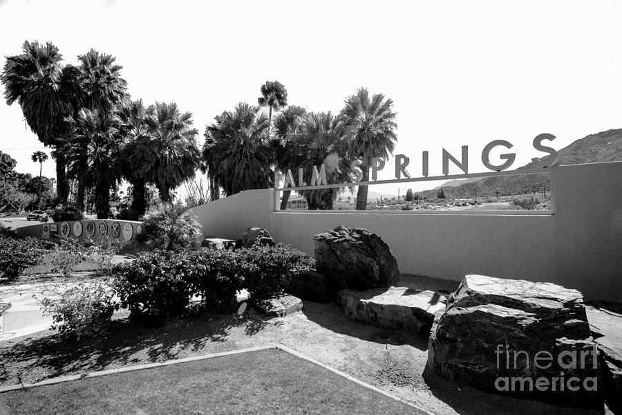 Black And White Photograph - Palm Spring  by Art K