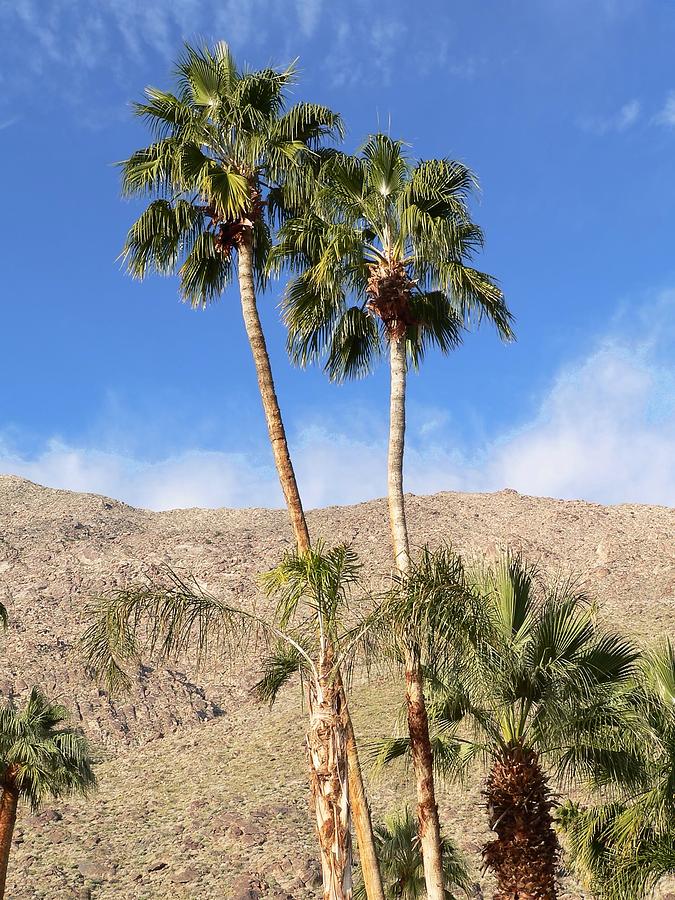 Palm Springs Mountains Photograph by Steve Ondrus